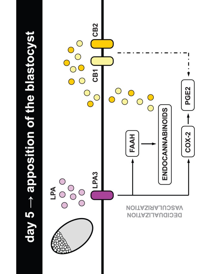 Model of interaction between LPA, prostaglandins and endocannabinoids at the implantation site.