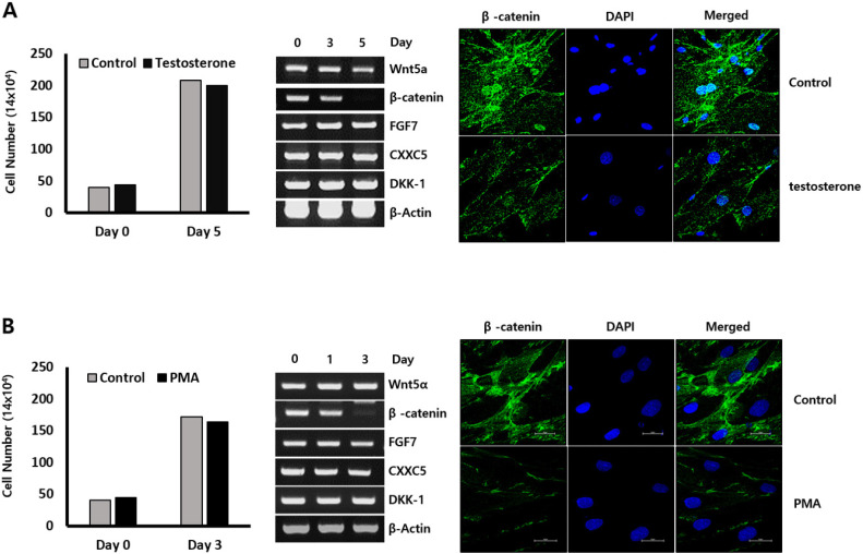 β-catenin is decreased by testosterone and PMA treatment in dermal papilla cells. (A) Dermal papilla cells were treated with testosterone for 5 days, and then analyzed on cell growth and gene expression. It was confirmed that β-catenin expression was decreased in testosterone treated dermal papilla cells using RT-PCR and immunostaining experiment. (B) PMA also treated for 3 days in dermal papilla cells, and followed by the same experiments as shown in testosterone treated dermal papilla cells.