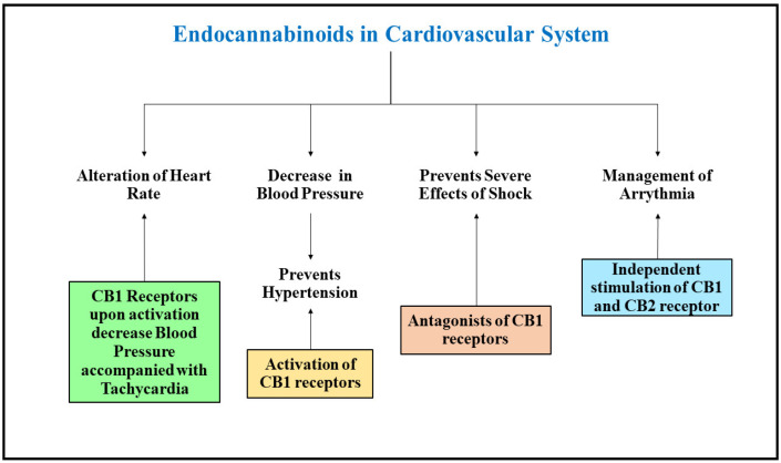 The figure describes the protective role of Endocannabinoids in management of cardiovascular disorders.