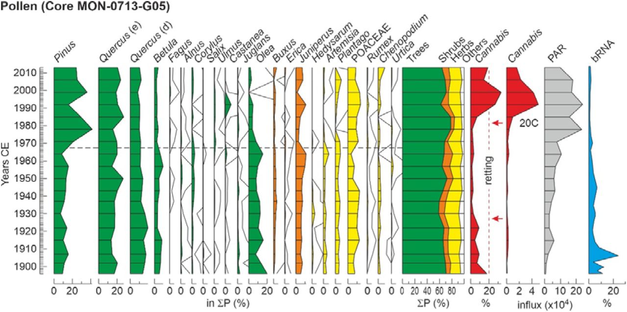 Percentage pollen diagram corresponding to the 20 thcentury at subdecadal (∼5-year) resolution. Influx values (grains/particles cm-2-y -1) for Cannabis and pollen accumulation rates (PAR) are also provided. RNA from retting bacteria (bRNA) is represented in percentage with respect to the total bacterial flora (Rull et al., 2022). Solid lines are x10 exaggeration. Red arrows represent the major shifts in Cannabis pollen percentage. ∑P, pollen sum.