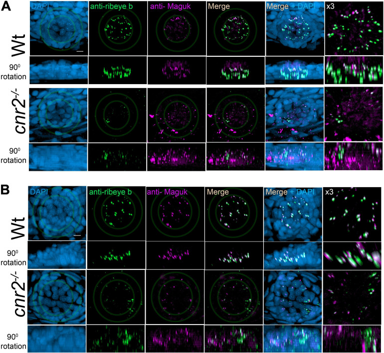 Immunofluorescent labeling of ribbon synapses (Ribeye b) in HCs and post-synaptic densities (PSDs, Maguk) in afferent dendrites in NMs of wildtype and cnr2upr1/upr1 5-dpf larvae. (A) Cranial NMs (IO2) from the aLL, in top views (first and third rows) and lateral views in 90o image rotations (second and fourth rows). Corresponding central regions were magnified x3 (right panels). Larvae were stained with an anti-Ribeye b AB (green) which is labeling presynaptic ribbon synapses, and an anti-Maguk AB (Magenta) which is labeling post-synaptic densities, and counterstained with DAPI (B). Same immuno-labeling and imaging in trunk NMs (L3) from the pLL. Scale bar = 20 microns. Limits of MNs and inner HCs are outlined (gray outer and inner circles, respectively).