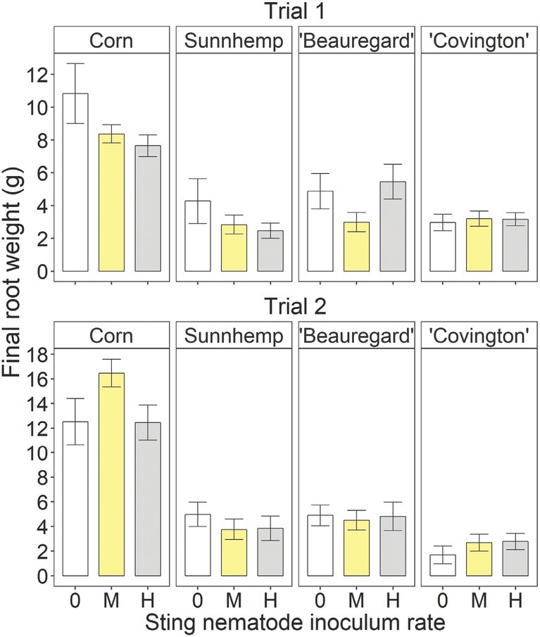 Final root weight at the termination of the greenhouse experiment for different crops – including sweetpotato (Ipomoea batatas (L.) Lam.) cultivars, corn (Zea mays, L.), and sunn hemp (Crotalaria juncea L.) – as influenced by sting nematode (Belonolaimus longicaudatus Rau, 1958) inoculation rate. “0,” “M,” and “H” indicate non-inoculated, medium (26 and 40 sting nematodes per pot in Trials 1 and 2, respectively), and high rates of sting nematode inoculation (157 and 240 sting nematodes per pot in Trials 1 and 2, respectively). Letters indicate significant (Fisher’s protected LSD, P < 0.05) differences among inoculation rates within crop and trial. Values are means (N = 5) and standard errors.