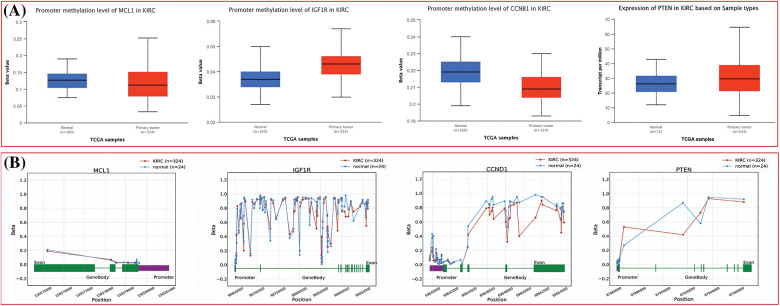 Methylation status exploration of MCL1, IGF1R, CCND1, and PTEN via UALCAN and OncoDB in KIRC and normal samples. (A) Methylation status exploration of MCL1, IGF1R, CCND1, and PTEN via UALCAN, and (B) methylation status exploration of MCL1, IGF1R, CCND1, and PTEN via OncoDB.