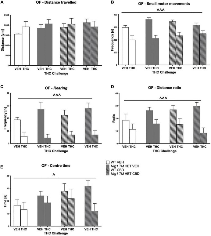 (A–E) Open field (OF) – locomotion, exploration, and small motor movements after chronic CBD treatment and acute THC challenge: Data expressed as mean ± SEM for either wild type-like (WT) or neuregulin 1 transmembrane domain heterozygous (Nrg1 TM HET) mice treated with vehicle (VEH) or cannabidiol (CBD). Mice were acutely challenged with vehicle or Δ9-tetrahydrocannabinol (THC) 30 min prior to testing. (A) Distance traveled [cm]; (B) small motor movement frequency [n]; (C) rearing frequency [n]; (D) distance ratio; (E) center time [s]. Significant three-way ANOVA main effects of ‘THC’ are shown as ∧ p < 0.05 and ∧ ∧ ∧ p < 0.001.
