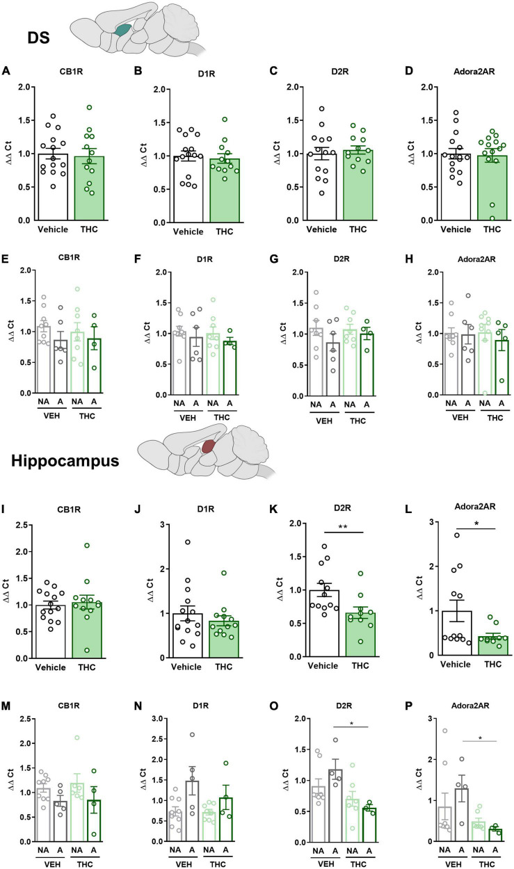 drd1, drd2, adora2a, and cnr1 gene expression in the dorsal striatum (DS) and hippocampus (HPC) after adolescent THC exposure in WIN 55,212-2 operant self-administering adult mice. Gene expression measured by the ΔΔCt after RT-qPCR of cnr1, drd1, drd2, and adora2a in the DS: (A–D) between vehicle and THC pre-treated mice respectively (mean ± SEM, Student’s t-test for CB1R, D2R, and Adora2AR, U Mann–Whitney for D1R), (E–H) between “addicted” and “non-addicted” mice respectively (mean ± SEM, Student’s t-test). Gene expression measured by the ΔΔCt after qPCR of cnr1, drd1, drd2, and adora2a in the NAc: (I–L) between vehicle and THC pre-treated mice respectively (mean ± SEM, Student’s t-test for CB1R, D1R, and D2R, U Mann–Whitney for Adora2AR, *p < 0.05, **p < 0.01), (M–P) between “addicted” and “non-addicted” mice respectively (mean ± SEM, Student’s t-test or U Mann–Whitney, *p < 0.05) (nVehicle = 16, nTHC = 14; statistical details are included in Supplementary Table 5).
