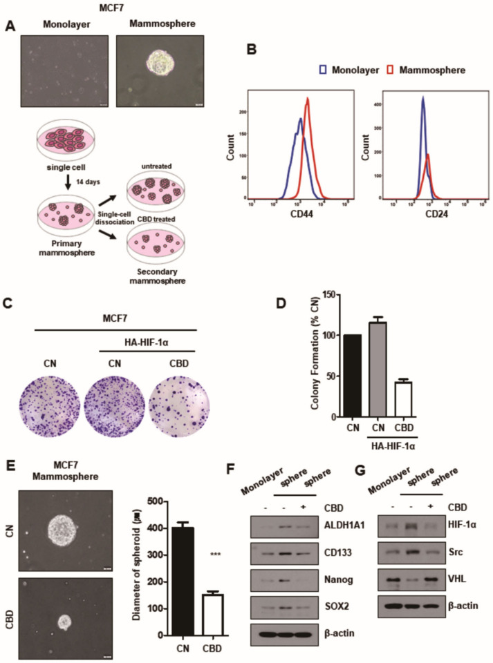 CBD reduces stemness of MCF7 breast cancer cells. (A) The sphere-forming cells were cultured in ultra-low coated-dishes for two weeks. Then, sphere-forming and monolayer cells were captured using a bright-field microscope. The scheme of the sphere-forming assay. (B) The monolayer cells and sphere-formed MCF7 cells were stained with breast cancer stem cell markers (CD44 or CD24) and analyzed by flow cytometry. (C) MCF7 cells were transfected with HA-HIF-1α plasmid and treated with 2 µM CBD. Cells were seeded on 6-well plates. After two weeks, the colonies were stained with crystal violet dye. (D) The number of colonies was counted. Colony numbers were identified in three experiments. (E) The sphere-forming cells were seeded in new ultra-low coated-dishes with or without CBD (2 μM) for two weeks. Then, the secondary sphere-forming cells were captured using a bright-field microscope. The diameters of the spheroids in each dish were measured. ***, p < 0.001 (F) The stem cell-related proteins and (G) the protein levels of HIF-1α, Src, and VHL were measured by Western blotting in both groups in secondary sphere-forming cells. β-actin was used as a loading control. CBD; cannabidiol, CN; control.