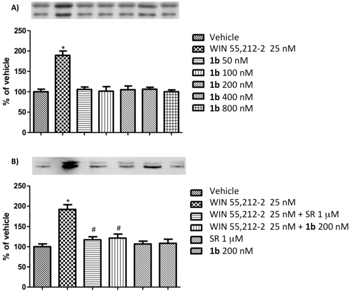 (A) Dose response study of P-ERK 1/2 expression in N1E-115 cells following a 10 min period of exposure to reference cannabinoid agonist WIN 55,212-2 (25 nM) and different concentrations of 1b. (B) Competition study of P-ERK 1/2 expression in N1E-115 cells mediated by a 5 min period of pre-treatment with the CB1R antagonist rimonabant (1 μM; SR) or 1b (200 nM), followed by a 10 min period of exposure to reference cannabinoid agonist WIN 55,212-2 (25 nM). The results are compared to those reported in (a) for WIN 55,212-2 (25 nM), SR (1 μM), and 1b (200 nM). As for rimonabant, inhibition of WIN 55,212-2 action suggests CB1 antagonist activity of 1b. Data are expressed as a mean percentage of vehicle ± SEM (standard error measurement). * p < 0.05 versus vehicle; # p < 0.05 versus WIN 55,212-2. Representative western blots of P-ERK expression are shown at the top of the histograms.