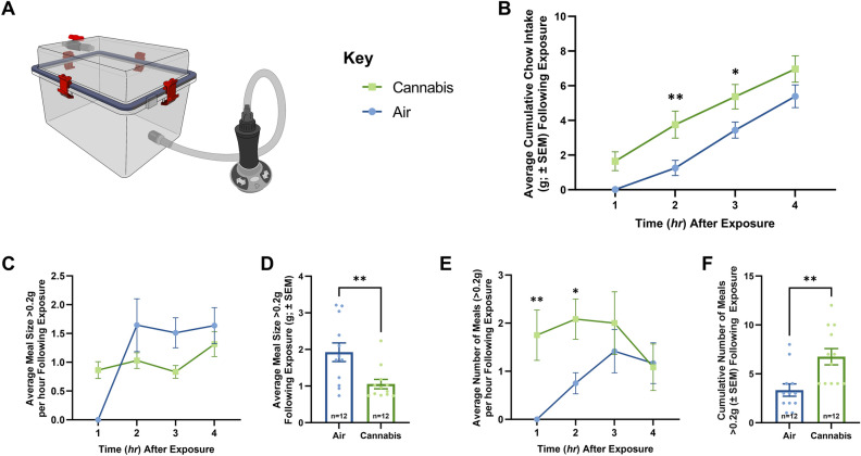 Vapor Cannabis Exposure Augments Meal Frequency. (A) Illustrates the vapor chamber apparatus used in the following studies. (B), (C), and (E) Represent quantification of ingested chow at 1-h intervals following air or cannabis exposure (n = 12/group), significance calculated with two-way repeated measures ANOVA with Tukey HSD post-hoc testing. (D) and (F) Represent quantification average and cumulative meal patterns (n = 12/group), significance calculated with one-way ANOVA test. (B) shows free-feeding rats exposed to 800 mg of cannabis consumed significantly more chow than air rats over 4 h. (C) Displays the average meal size per hour following cannabis and air exposure, statistical testing revealed a significance in the within subjects’ comparison. Meal pattern analysis revealed that vapor cannabis exposed rats consumed smaller meals relative to air-exposed controls (D), and that vapor cannabis exposure led to a trend toward increased total number of meals relative to air-exposed rats by hour (E), means comparison revealed significant differences at the 1 and 2 h timepoints and in total (F). See Supplemental Tables S1 and S2 for ANOVA testing results and post-hoc analysis results respectively.