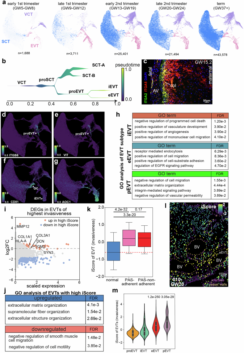 Spatial and functional characterization of EVTs.(a) UMAP of all trophoblasts grouped by gestational stages. (b) Reconstructed trophoblast differentiation trajectories showing bifurcation from VCT into SCT and EVT lineages. The EVT branch: proEVT, interstitial EVT (iEVT), and endovascular EVT (eEVT), colored by pseudotime. (c) Co-immunolocalization validating ITGA2 expression in EVT progenitors in cell column. Representative fields from one of three biological replicates were shown. (d-g) UMAPs showing subtype-specific gene expression in snRNA-seq: ITGB6 (d) and VIT (e), proEVT; AOC1 (f), iEVT; and CD81 (g), giant cells (GC). (h) Functional enrichment by GO analysis for differentially expressed genes in each EVT subtype. (i) Differential expression analysis between highly invasive EVTs (highest 5% iScore) and minimally invasive EVTs (lowest 5%) from the held-out test. (j) GO enrichment analysis comparing EVTs with high vs. low iScores. (k) Comparison of EVT iScores across normal pregnancy, placenta accreta spectrum (PAS)-adherent, and PAS-nonadherent placentas. Box plots, center line=median, box=IQR (25th-75th percentile), minima/maxima=lower/upper whisker (0.5×IQR) endpoints, and outliers were not displayed; P values, two-tailed Wilcoxon rank-sum test with Benjamini-Hochberg correction. (l) Spatial distribution of EVT iScores near the maternal-fetal interface and blood vessels (GW20). (m) iScore distributions across EVT subtypes (proEVT, iEVT, eEVT, pEVT). Center line=median, box=IQR (25th-75th percentile), minima/maxima=observed minimum and maximum values; P values, two-tailed Wilcoxon rank-sum test with Benjamini-Hochberg correction. Source data
