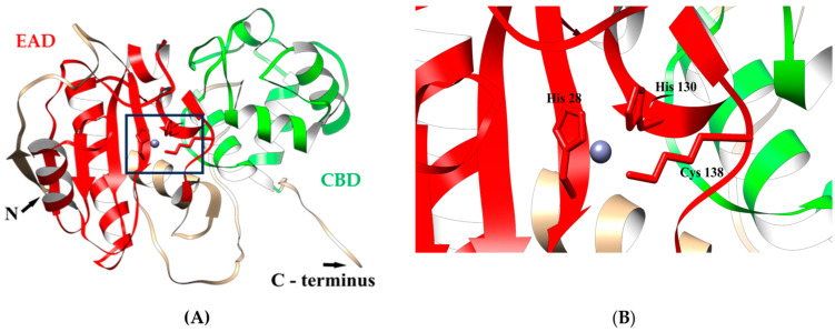 (A) Ribbon representation of the predicted 3D structure of endolysin LysAp45 in complex with Zn2+ ion; the EAD and CBD are marked in red and green, respectively. (B) Ribbon representation of the putative zinc-binding site; His28, His130, and Cys138 are shown in a stick representation. The molecular coordinates of the predicted 3D structure of endolysin LysAp45 were rendered using the UCSF chimera molecular visualizer, version 1.15.