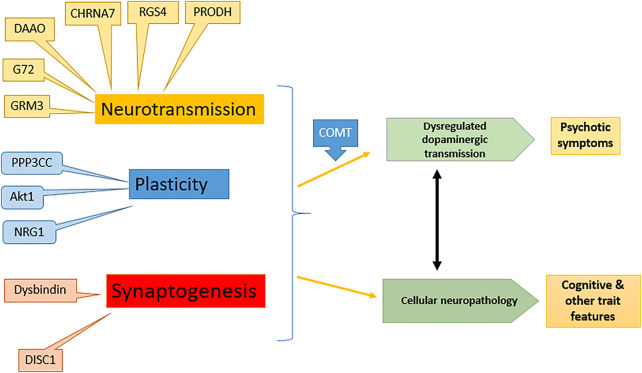 Effect of different genes on symptoms of schizophrenia: modified from (Harrison and Weinberger 2005). NRG1, Neuregulin-1; DTNBP1, Dystrobrevin-binding protein 1; DISC1, Disrupted in schizophrenia; DAAO, d-amino acid oxidase; RGSR, Regulator of G protein signaling-4; COMT, Catechol-O-methyl transferase; PRODH, Proline dehydrogenase, G72, d-amino acid oxidase activator.