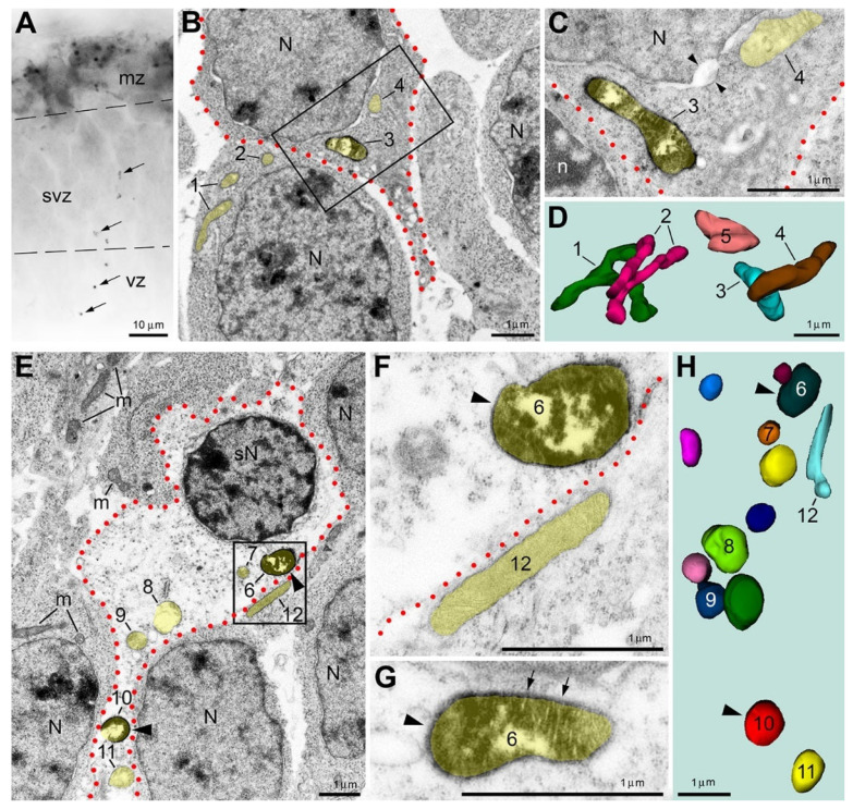 Immunopositive mitochondria-containing neurons detected with anti-CB1R-L31 serum show minor (A–D) or major ultrastructural pathology (E–H) in the mouse embryo cerebrum. (A) Light microscopy reveals robust CB1R immunolabeling in the marginal zone (mz), which is characteristic for developing interneurons, as well as a subset of immunopositive mitochondria (arrows) in the ventricular zone (vz) and subventricular zone (svz). (B–D) Electron microscopy with 3D reconstruction from the tissue segment displayed in (A) demonstrates an immunopositive mitochondria-containing neuron (outlined with red dotted line) with minor ultrastructural pathology, such as enlarged nuclear membrane (coupled arrowheads in C). Mitochondrial profiles are highlighted yellow and respectively numbered in the electron micrographs and corresponding 3D images. Both immunopositive (e.g., #3) and immunonegative mitochondria (e.g., #4 and #5) in this neuron are slightly swollen. Thin branched mitochondria #1 and #2 exemplify normal mitochondria of immunonegative neurons. The framed area in (B) is shown in (C) as a high-power micrograph taken from a serial section. (E–H) A neuron (outlined with red dotted line) with major ultrastructural pathology [such as spherical nucleus (sN) and near-translucent cytoplasm] contains multiple swollen, spherical mitochondria that could be either immunopositive [arrowheads, #6 (shown with magnified serial images in F,G) and #10] or immunonegative (#7–9 and #11). In contrast, the surrounding immunonegative neurons contain morphologically normal mitochondria (m; e.g., #12), ovoid nuclei (N) and normal cytoplasm characteristic of developing neurons. Modified from [16]. (License 6183801444721).