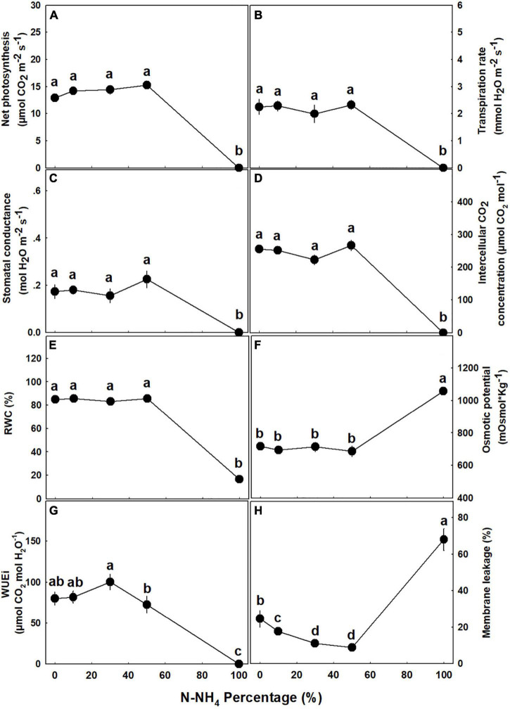Effect of NH4/NO3 ratio on gas exchange, membrane leakage, and water relations parameters in medical cannabis plants. Net photosynthesis rate (A), transpiration rate (B), stomatal conductance (C), intercellular CO2 concentration (D), relative water content (RWC) (E), osmotic potential (F), intrinsic water use efficiency (WUEi) (G), and membrane leakage (H). Presented data are averages ± SE (n = 5). Different small letters above the means represent significant differences between treatments by Tukey HSD test at α = 0.05.