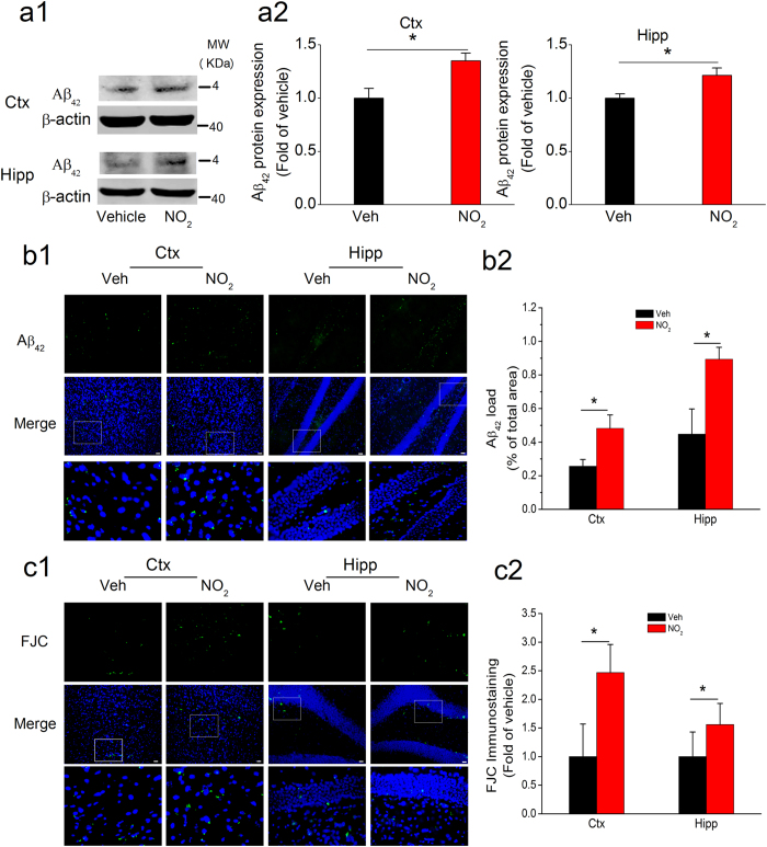 NO2 inhalation exacerbates amyloid deposition and neurodegeneration in APP/PS1 mice.(a) Immunoblot analysis of Aβ42 in the cortex and hippocampus of APP/PS1 mice before and after NO2 inhalation exposure. APP/PS1 mice were exposed to 5 mg/m3 NO2 for 5 h/day for 4 weeks, and immunoblot analysis of Aβ42 was determined. Data were expressed as means ± SE (n = 5 to 6 mice/group), *P < 0.05 vs vehicle control (APP/PS1 mice exposed to room air). Blots were cropped in this figure, but the gels were run under the same experimental conditions, and full-length blots are presented in Supplementary Figure S2. (b) Aβ42 deposition (Aβ42: green, DAPI: blue) in the cortex and hippocampus of APP/PS1 mice before and after NO2 inhalation exposure. (c) Degenerated neurons (FJC, a neurodegeneration marker, green, DAPI: blue) in the cortex and hippocampus of APP/PS1 mice before and after NO2 inhalation exposure. Data were averaged from 4 sections per animal (n = 5 mice/group). Scale bars = 25 μm. Veh = vehicle; NO2 = 5 mg/m3 NO2.