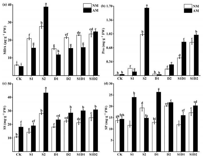 MDA (a), Pro (b), SS (c), and SP (d) content of hemp under salt and drought stress. Bars indicate mean ± S.E. Different letters indicate significant differences between hemp with and without AMF under each treatment.