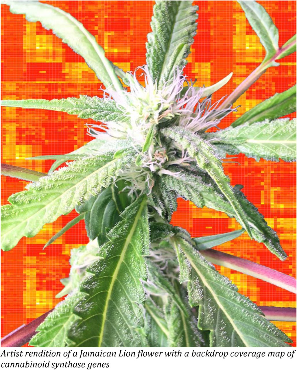 Sequence and annotation of 42 cannabis genomes reveals extensive copy number variation in cannabinoid synthesis and pathogen resistance genes
