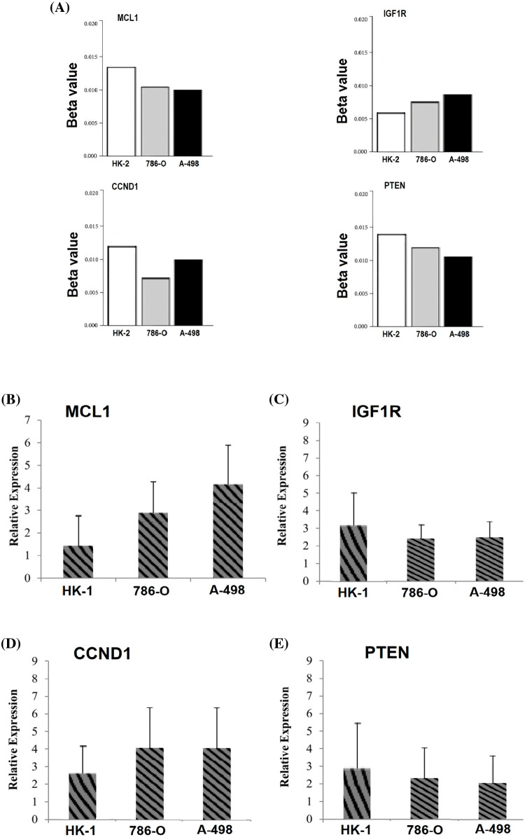 Validating MCL1, IGF1R, CCND1, and PTEN promoter methylation and expression levels using cisplatin resistant cell lines (786-O and A-498), and the normal renal tubular epithelial cell line (HK-2) through targeted bisulfite-seq and RT-qPCR analyses. (A) Beta value based promoter methylation level of hub genes, (B), relative expression of MCL1, (C) relative expression of IGF1R, (D) relative expression of CCND1, and (E) relative expression of PTEN. The x-axis represents different groups, and the y-axis represents relative promoter methylation and expression of genes.