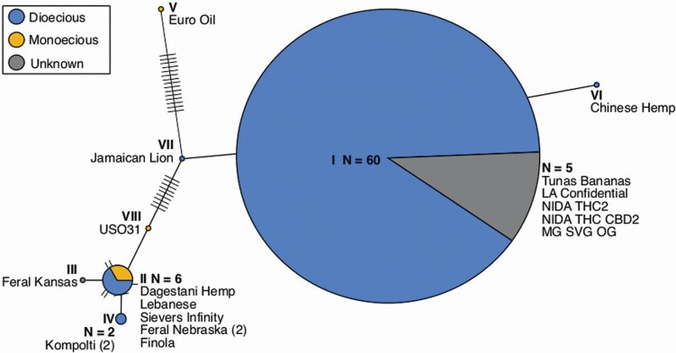 Haplotype network of 73 Cannabis individuals (duplicate cultivars are included in the sample size n). The total number of individuals (n), or the individual’s name is given if it is a group of one. Dioecious sex strategy is represented by blue, monoecious by yellow and unknown is given in grey.