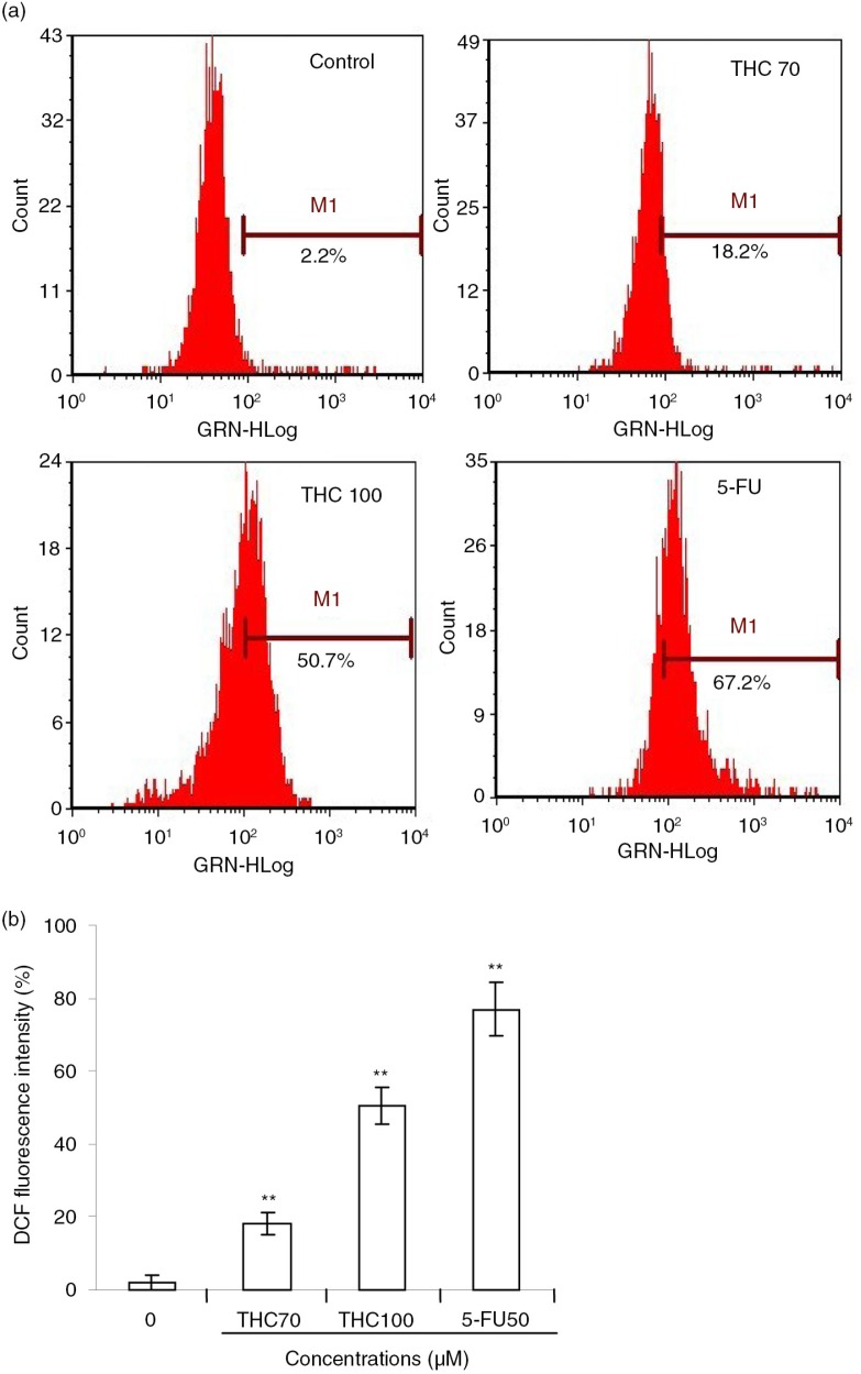 Effects of THC on intracellular ROS generation in MCF-7 cells. (a) MCF-7 cells were treated with 0, 70, 100 µM THC or 5-FU (50 µM) for 24 h, and then stained with DCFH-DA (10 µM), followed by an assay by flow cytometry. (b) ROS in the cells converts the non-fluorescent dye into fluorescein, which emits green fluorescence. Fluorescence intensity is an indication of ROS levels in MCF-7 cells. All data represent the mean ±SD of three independent experiments. **p<0.01 versus control.