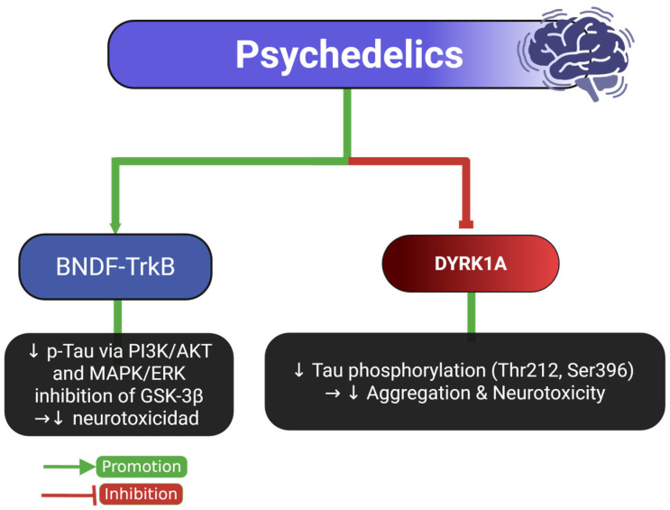 Psychedelics and their dual regulatory role in Tau phosphorylation pathways. This diagram illustrates how psychedelics influence Tau phosphorylation through both neuroprotective and neurotoxic pathways. Activation of BDNF-TrkB signaling reduces Tau phosphorylation by modulating PI3K/AKT and MAPK/ERK pathways, which inhibit GSK-3β, ultimately decreasing neurotoxicity. Conversely, psychedelics also inhibit DYRK1A, a kinase that typically promotes Tau phosphorylation at Thr212 and Ser396, leading to reduced aggregation and neurotoxicity. Green arrows indicate promotion, and red lines indicate inhibition. Abbreviations and symbols: BDNF: brain-derived neurotrophic factor; TrkB: tropomyosin receptor kinase B; PI3K/AKT: phosphoinositide 3-kinase/protein kinase B pathway; MAPK/ERK: mitogen-activated protein kinase/extracellular signal-regulated kinase; GSK-3β: glycogen synthase kinase-3 beta; DYRK1A: dual-specificity tyrosine-phosphorylation-regulated kinase 1A; p-Tau: phosphorylated Tau; ↓ decrease; →: leads to. Figure created with BioRender.com.