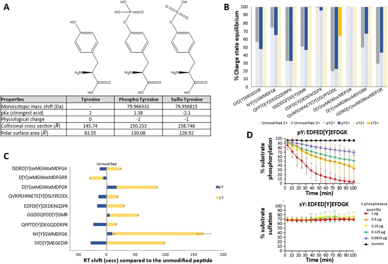 Physiochemical properties of phospho-tyrosine versus sulfo-tyrosine.A) Chemical structure and properties of Tyrosine, Phospho-Tyrosine and Sulfo-Tyrosine. A table of the monoisotopic mass shift (Da) of the phosphate/sulfate moiety in comparison to Tyrosine, the pKa value of the strongest acidic group, net charge influence at physiological pH (∼8), collisional cross section (å) and the polar surface area charge is distributed across (å2) are presented. Data were compiled from the 2022 Human Metabolome Database. B) Charge state distribution of our standard panel of peptides in an unmodified, phosphorylated or sulfated state. Modification site denoted by [Y], ox = oxidized residue. N = 10 replicates. C) Scaled retention time shifts of pY- and sY-peptides. Normalised retention time shifts (s) are plotted with reference to the retention time of the unmodified peptide counterpart. Modification site denoted by [Y], ox = oxidized residue. N = 10 replicates. D) Real-time λ phosphatase assay to study peptide dephosphorylation or desulfation. Identical fluorescent peptides containing either pY or sY were incubated with stated quantities of λ phosphatase and the level of modification reversal (dephosphorylation or desulfation) was determined over time (min) using a ratiometric real-time assay.