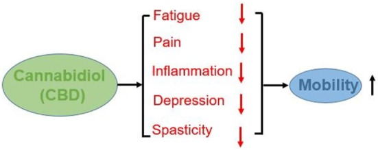 Impacts of CBD on mobility.