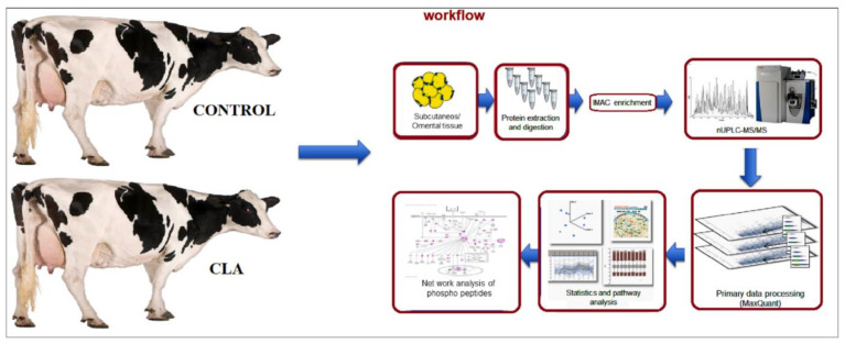 Workflow diagram of phosphoproteomic analysis by NanoUPLC-MS/MS of subcutaneous and omental AT from CLA-supplemented and control dairy cows. The subcutaneous (n = 10) and omental (n = 10) AT samples from 5 control and 5 CLA-supplemented cows were collected and protein was isolated. The extracted proteins were digested and the peptides were sequenced using nanoUPLC/MS/MS and phosphoprotome analysis. The primary data was quantified in Maxquant software and statistical values were corrected for pathway analysis. Network analysis was conducted using the cytoscape software related to lipid turnover. We detected a total of 5919 PP in AT at a 1 percent false localization rate (FLR). The abundance of 854 PP (14.4%) was different between CLA and CON (p ≤ 0.05, fold change (FC) ± 1.5) (Supplementary Data Sheet S1). The abundance of 470 PP (7.9%) differed between OM and SC AT (p ≤ 0.05, FC ± 1.5), and the interaction treatment vs. AT depot was significant for 205 PP (3.5% of total PP). From the 854 differential PP in CLA vs. CON, only 73 PP had a significant interaction of treatment vs. AT depot (8.5%; Supplementary Data Sheet S1). As the main effect observed was the difference between CLA and CON AT, we will first elaborate on these differential PP.
