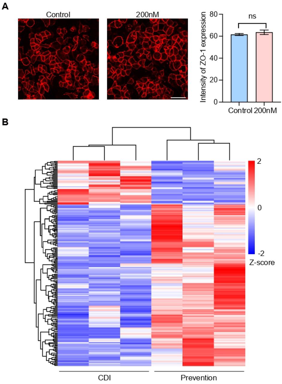 Cytotoxicity assessment of LXA4 and its impact on the transcriptomic landscape. (A) Confocal immunofluorescence images of ZO-1 (red) in Caco-2 cells cultured in the presence or absence of 200 nM LXA4. Scale bar: 50 µm. The quantitative analysis (right) shows no significant change in ZO-1 expression, indicating that LXA4 didn’t cause observable toxicity to epithelial cells in the GOC. Data are mean ± SD (n = 6 independent replicates). (B) Heatmap of RNA-sequencing data illustrating distinct gene expression profiles between the CDI and LXA4 prevention groups. Color scale corresponds to row-scaled Z-score (red: upregulated; blue: downregulated).