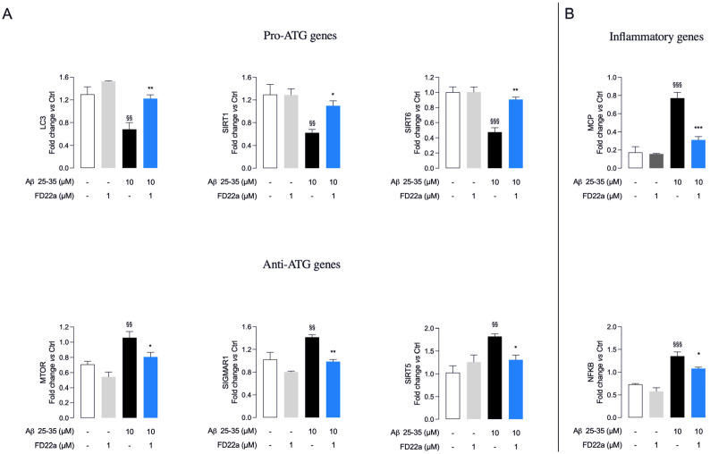 FD22a pretreatment prevents Aβ25–35 deleterious transcriptional effects on autophagy and inflammation. Pretreatment with FD22a significantly modulates transcriptional expression of selected autophagy (ATG)-related (A) and proinflammatory (B) genes. Each bar corresponds to the means ± SEM of at least three independent experiments. Data were analyzed by one-way analysis of variance (ANOVA) followed by Tukey’s test. $$ p < 0.01 with respect to vehicle-treated cells (control cells) $$$ p < 0.005 with respect to vehicle-treated cells (control cells); * p < 0.05 with respect to Aβ25–35-treated cells; ** p < 0.01 with respect to Aβ25–35-treated cells; *** p < 0.005 with respect to Aβ25–35-treated cells.