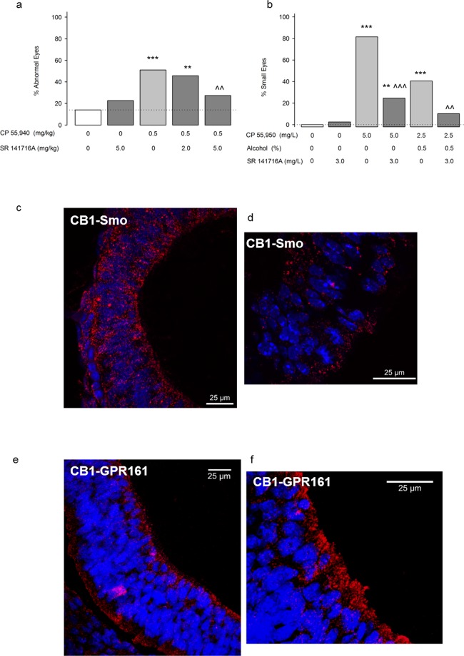 CB1 receptors mediate CB teratogenesis. (a) Effects of pretreatment with a CB1 receptor antagonist, SR 141716A, on CP 55,940-induced eye defects in mice. Mice received CB vehicle (n = 43/6 litters) SR 141716A 5.0 mg/kg + the CB vehicle (n = 62/8 litters), the CB vehicle + CP 55,940 0.5 mg/kg (n = 51/8 litters), SR 141716A 2.0 mg/kg + CP 55,940 0.5 mg/kg (n = 45/6 litters), or SR 141716A 5.0 mg/kg + CP 55,940 0.5 mg/kg (n = 88/10 litters). SR 141716A or CB vehicle was given 10 min before the second injection. **p < 0.01, ***p < 0.001 vs. CB vehicle, ^^p < 0.01 vs CP 0.5, using a Chi-square test. Data are the percent of mice with defects (number of affected mice/total number of mice *100). See Supplementary Table 4 for eye defect severity, body weight and length, and the number of live offspring/litter. See Supplementary Fig. 2a–f. for separate analysis of left and right eye defects. (b) Small eyes in zebrafish embryos receiving exposure to fish water vehicle (n = 39), SR 141716A 3.0 mg/L (n = 40), CP 55,940 5.0 mg/L alone (n = 54), SR 141716A 3.0 mg/L + CP 55,940 5.0 mg/L alone (n = 49), 0.5% alcohol + CP 55,940 2.5 mg/L (n = 42), SR 141716A 3.0 mg/L + 0.5% alcohol + CP 55,940 2.5 mg/L (n = 49). **p < 0.01, ***p < 0.001 vs. vehicle. ^^p < 0.01, ^^^p < 0.001 vs. corresponding treatment without SR 141716A using a Chi-square test. Data are the percent of zebrafish with defects (number of affected zebrafish/total number of zebrafish *100). (c,d) CB1-Smo co-localization in the mouse neural tube (GD 9.5) using a proximity ligation assay (Duolink) to visualize sites (fluorescent red) where anti-CB1 and anti-Smo antibodies bind within 40 nm of one another. (e,f). CB1-GPR 161 co-localization in the mouse neural tube (GD 9.5). Nuclei of neural tube cells are labeled with DAPI in blue. Sections (7 µm) were imaged on a confocal microscope using a 40× (c,e) and 63× (d,f) oil lens.