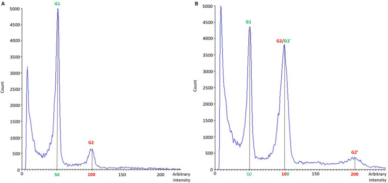 Nuclear DNA histogram patterns of diploid (A) and mixoploid (B) in vitro regenerated plants of C. sativa analyzed by flow cytometry. The x-axis represents a fluorescence intensity level proportional to the nuclear DNA content. The peak located at the value 50 corresponds to the diploid nuclei in phase G1, the peak located at the value 100 corresponds to the sum of the diploid nuclei in phase G2 and the tetraploid nuclei in phase G1, while the one at the value 200 represents tetraploid nuclei in G2 phase. The y-axis indicates the number of nuclei analyzed.