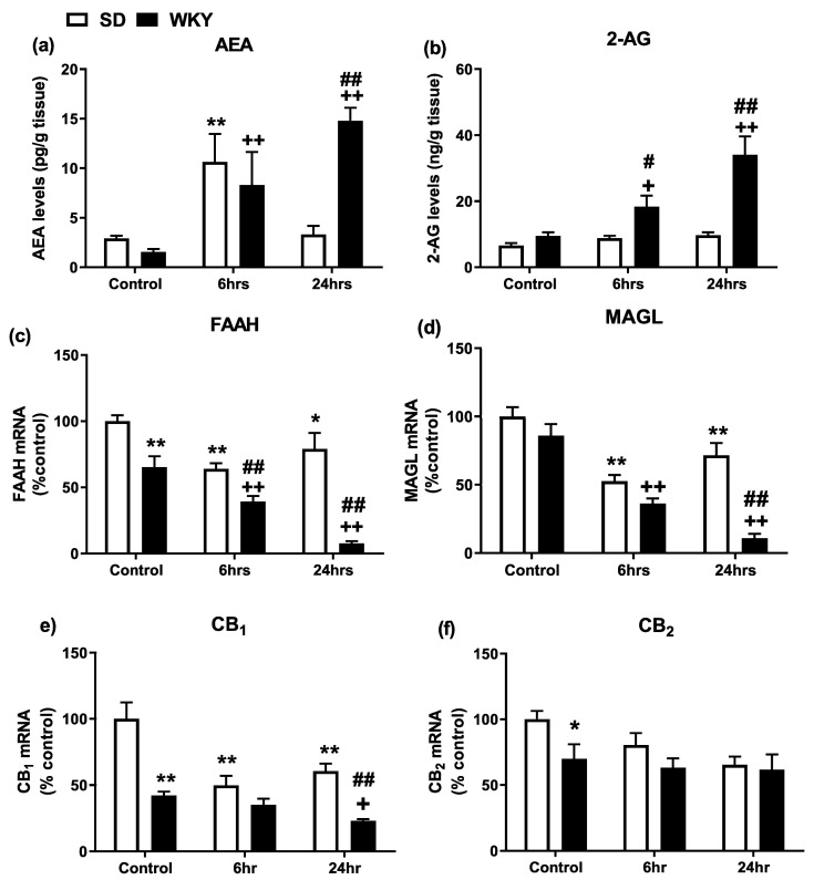 Effect of LPS/GalN on hepatic endocannabinoid system in SD and WKY rats. (a) AEA and (b) 2-AG levels. (c) FAAH and (d) MAGL mRNA expression. (e) CB1 and (f) CB2 receptor mRNA expression. * p < 0.05 ** p < 0.01 vs. SD saline control; + p < 0.05 ++ p < 0.01 vs. WKY saline control; # p < 0.05 ## p < 0.01 vs. SD counterparts. Data expressed as mean ± SEM (n = 6–8).