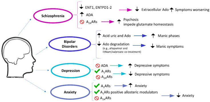 Involvement of adenosinergic system in psychotic and mood disorders. ENT1, equilibrative nucleoside transporter 1; ENTPD, ectonucleoside triphosphate diphosphohydrolase; ADA, adenosine deaminase. Green check mark, activation; red prohibition sign, blockade; upward arrow, increase; downward arrow, decrease.
