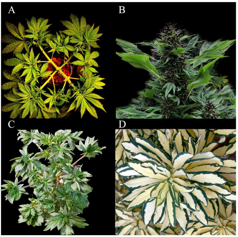 Some examples of cannabis mutants with ornamental value. (A) whorled phyllotaxy, (B) Ducksfoot, (C) Australian Bastard Cannabis, and (D) variegated leaves. Image credit: Dutch Passion.