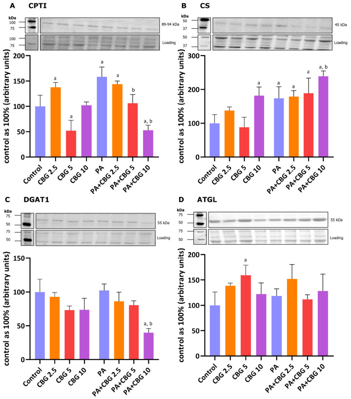 The levels of proteins involved in fatty acid metabolism, including carnitine palmitoyltransferase I—CPTI (A), citrate synthase—CS (B), diacylglycerol O-acyltransferase 1—DGAT1 (C), and adipose triglyceride lipase—ATGL (D) in H9c2 cardiomyocytes after 18 h incubation with palmitate (PA; 300 μM) and/or cannabigerol (CBG; 2.5 μM, 5 μM, 10 μM). The levels of the abovementioned proteins are presented as percentage differences compared to the control group, which was set as 100%. The data are expressed as mean values ± SD and are based on three independent determinations in each group; a p < 0.05 indicates a significant difference: the control group in comparison to the examined group; b p < 0.05 indicates a significant difference: the PA group in comparison to the examined group.