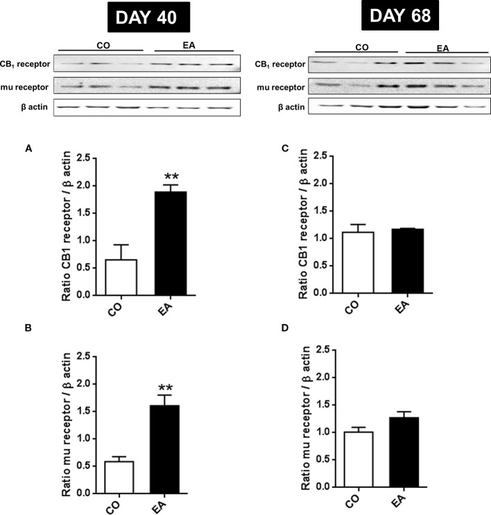 Expression of CB1 (A, B) and mu-opioid receptors (C, D) in CO and EA rat brain at the end of cafeteria exposure (day 40) and at the end of the abstinence period (day 68). On day 40, a significant increase in CB1 and mu-opioid receptor expression was found in EA rats brains (A, B) if compared to CO rats (**P < 0.01). On day 68, no difference was observed between the EA and CO rats (C, D). Representative immunoblots are shown, and densitometric analyses of protein bands of CB1 receptor and mu-opioid receptor are performed on three separate experiments. All data are expressed as mean ± SEM. Equal loading was confirmed by β-actin staining.