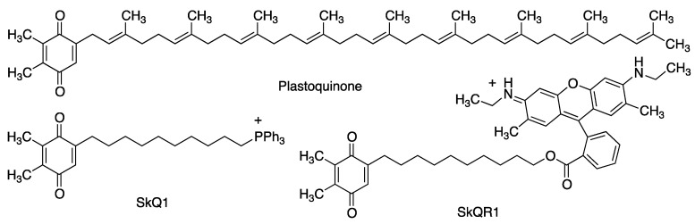 Structure of plastoquinone and some of its synthetic analogues, namely the phosphonium derivative SkQ,1 designed for mitochondrial penetration and retention, and the fluorescent plastoquinone-rhodamine hybrid SkQR1.
