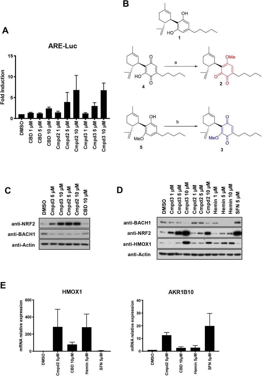 Screening of CBD derivatives and characterization of compound 2 as a BACH1 inhibitor and NRF2 inducer.A) HaCaT-ARE-Luc cells were treated with either DMSO or increasing concentrations of CBD, compound 2 (Cmpd2) or compound 3 (Cmpd3) for 6lll h. Luciferase activity was measured in the cell lysates and expressed as RLU (× 104). Data represent means ± SD (n = 4) and are expressed relative to untreated cells. B) Schematic representation of the sinthesis of the isomeric methoxyquinones 2 (compound 2) and 3 (compound 3) from 1 (CBD). (a): MeI, NaHCO3, DMF, 49%; (b) SIBX, EtOAc, 51%. C) HaCaT cells were incubated with either DMSO, compound 3 (Cmpd3), compound 2 (Cmpd2) or CBD. Three hours later, cells were lysed and samples were analysed by Western Blot. D) HaCaT cells were incubated with either DMSO, or increasing concentrations of compound 3 (Cmpd3), compound 2 (Cmpd2), hemin or sulforaphane (SFN). Three hours later, cells were lysed and levels of BACH1, NRF2, HMOX1 and Actin were analysed by Western Blot. A representative blot is shown; the corresponding quantifications of BACH1, NRF2 and HMOX1 protein levels are shown in Suppl. Fig. S1A. E) HaCaT cells were treated with either DMSO, compound 2 (5 μM), CBD (10 μM), Hemin (5 μM) or SFN (5 μM) for 8 hours. The mRNA levels of HMOX1 and AKR1B10 were quantified by real-time PCR and the data were normalised using HPRT1 as an internal control. Data represent means ± SD (n = 3) and are expressed relative to the DMSO sample. * P≤0.05, **P≤ 0.01, ***P ≤ 0.001.