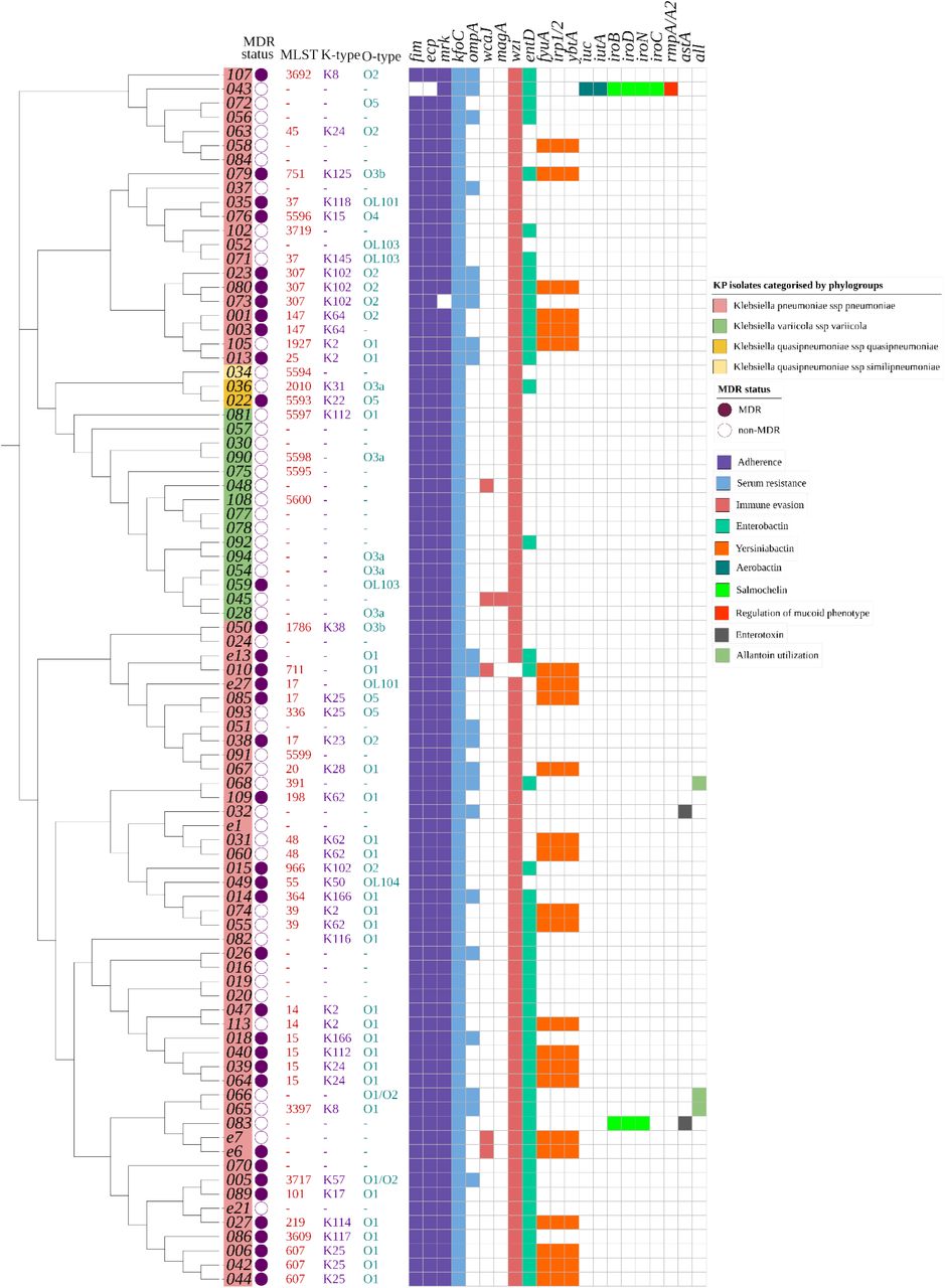 A heatmap of the multidrug resistance status, ST, serotype, and virulence gene content of K. pneumoniae isolates (n=89).The cladogram on the left with colored labels on the edge indicates the clustering of the isolates by phylogroups: Klebsiella pneumoniae subsp. pneumoniae (pink), Klebsiella quasipneumoniae subsp. similipneumoniae (blue), Klebsiella quasipneumoniae subsp. quasipneumoniae (gold), and Klebsiella variicola subsp. variicola (green). The circular symbols represent the multidrug resistance status of the isolates as either multidrug-resistant (purple) or non-multidrug-resistant (white). The serotypes assigned to the isolates are indicated as follows: multilocus sequence type (MLST) (red), capsule type (purple), and O type (green). The virulence profile is represented as a gene present (color) or absent (white) for factors: adherence (purple), serum resistance (blue), immune evasion (pink), enterobactin (green), yersiniabactin (orange), aerobactin (teal), salmochelin (luminous green), regulation of mucoid phenotype (red), enterotoxin (gray), and allantoin utilization (pale green). (-) indicates unassigned serotypes.