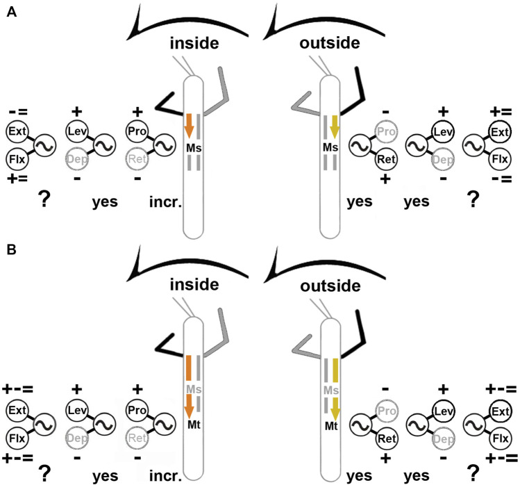 Summary of observed influences on the meso- (A) and metathoracic (B) MN pools during inside (left) and outside (right) turning of the front legs. “+”: increase in MN activity, “−”: decrease in MN activity, “ = ”: no change in MN activity found; “incr.”: increase in CPG frequency; “yes”: CPG affected; “?”: effect on CPG not tested. Ext: extensor tibiae; Flx: flexor tibiae; Lev: levator trochanteris; Dep: depressor trochanteris; Pro: protractor coxae; Ret: retractor coxae. Ms, Mt: meso- and metathoracic segment, respectively. The sketch indicates a stick insect with front legs in a flexed (inside) or stretched (outside) position, and the arrow above indicating the turning direction, the arrow on the side the recorded thoracic segment. Note that “+ − = ” above the extensor and below the flexor MN pools denotes that there were examples of increased, decreased and unchanged MN activity.
