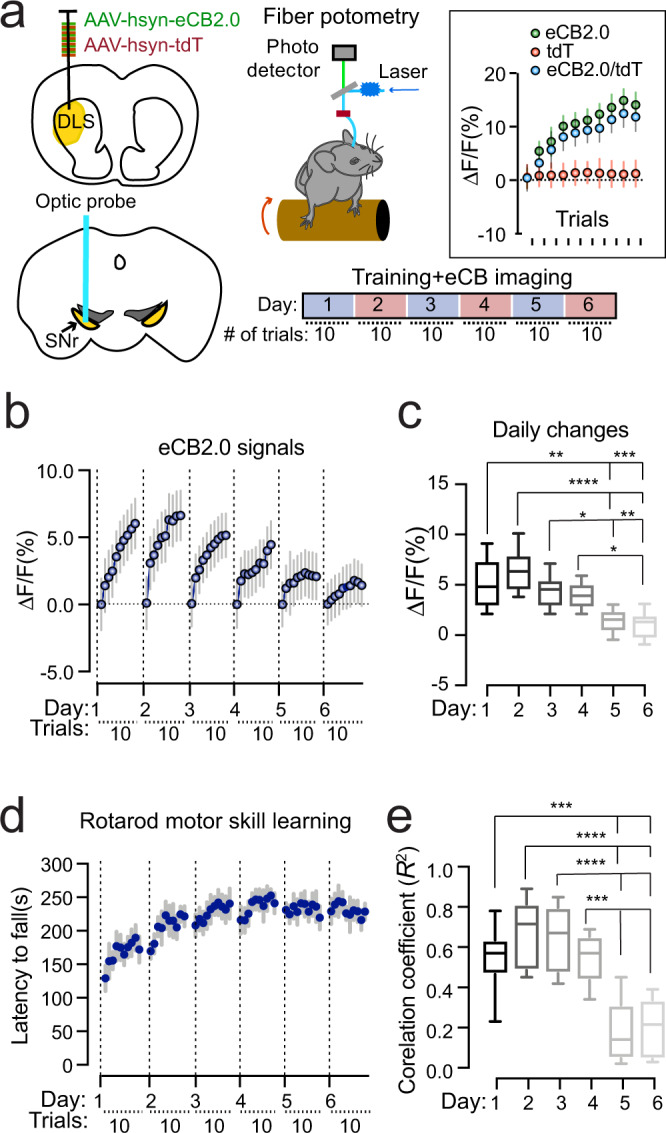 DAGLB-mediated 2-AG biosynthesis in the nigral DANs is involved in locomotor skill learning.a Schematic diagram of eCB2.0 fiber photometry recoding while mice undergo rotarod locomotor skill training. Inset shows the average eCB2.0 (green), tdT (red), and normalized eCB2.0 (blue) signals during each trial from one representative mouse on day 2 of the 6-day training paradigm (n = 1). Data were presented as mean ± SD. b Normalized eCB2.0 signal intensity during the locomotor learning. n = 8 (4M/4F). Data were presented as mean ± SD. c Box and whiskers plot (the minimum, the 25th percentile, the median, the 75th percentile, and the maximum) of maximal daily increase of eCB2.0 signal intensity. n = 8 (4M/4F). Tukey’s multiple comparisons adjusted, *p = 0.02, **p = 0.001, ***p = 0.0003, ****p < 0.0001. d Performance of rotarod motor skill training. n = 8 (4M/4F). Data were presented as mean ± SEM. e Box and whiskers plot (the minimum, the 25th percentile, the median, the 75th percentile, and the maximum) of correlation coefficient of eCB2.0 signal intensity and rotarod performance. n = 8 (4M/4F). Tukey’s multiple comparisons adjusted, ***p = 0.0002 to 0.0006, ****p < 0.0001.