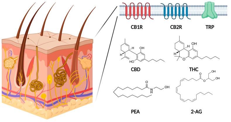 Schematic presentation of the endocannabinoid system. The endocannabinoid system consists of endocannabinoids, receptors, and enzymes. Cannabidiol (CBD) and Δ-9-tetrahydrocannabinol (THC) are phytocannabinoids, and palmitoylethanolamide (PEA) and 2-arachidonoyl-glycerol (2-AG) are endocannabinoids. CB1R, cannabinoid receptor 1; CB2R, cannabinoid receptor 2; TRP, transient receptor potential; CBD, cannabidiol; THC, Δ-9-tetrahydrocannabinol; PEA, palmitoylethanolamide; 2-AG, 2-arachidonoyl-glycerol. This figure was created with Biorender at www.biorender.com (accessed on 21 August 2023).