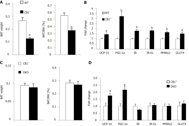 Double-knockout mice have similar expression of thermogenic genes compare to cannabinoid type 1 receptor-null mice. Wild-type (WT) and cannabinoid type 1 receptor-null (CB1-/-) male mice at 8 mo of age. A: Brown adipose tissue (BAT) weight and percentage of BAT depot; B: Quantitative real-time RT-PCR analysis of gene expression in BAT. Cannabinoid type 1 receptor-null (CB1-/-) and double-knockout (DKO) male mice at 8 mo of age. C: BAT weight and percentage of BAT depot; D: Quantitative real-time RT-PCR analysis of gene expression in BAT. n = 6-8. aP < 0.05, bP < 0.001, WT vs CB1-/- or CB1-/- vs DKO.