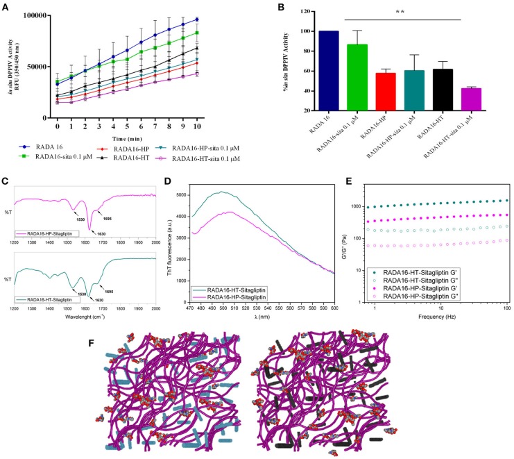 Synergistic effect of RADA16-hempseed hydrolysates with sitagliptin as DPPIV inhibitor in the Caco-2 cells. (A) Kinetics of the degradation of substrate Gly-Pro-AMC catalyzed by DPPIV. In respect to the control sample (RADA16-hydrogel), the DPPIV activity is slightly decreased when Caco-2 cells are incubated with RADA16 hydrogel containing 0.1 μM sitagliptin and it is much more reduced when cells are treated with either RADA16-HT or RADA16-HP hydrogels with or without 0.1 μM sitagliptin. (B) DPPIV activity after incubating Caco-2 cells with different hydrogels (at 5 min). The RADA16 hydrogel containing 0.1 μM sitagliptin reduced the DPPIV activity by 13.2 ± 8.3% vs. pure RADA16, whereas RADA16-HT and RADA16-HP alone drop the enzyme activity by 38.3 ± 5.6 and 42.2 ± 3.0%, respectively. RADA16-HT and RADA16-HP containing 0.1 μM sitagliptin reduced the enzyme activity by 56.4 ± 0.8 and 40.0 ± 9.1%, respectively. (C,D) Structural properties of RADA16-HT-sitagliptin (cyan) and RADA16-HP-sitagliptin (magenta) hydrogels. The ATR-FTIR structural analysis highlighted typical β-sheet signature in the Amide I and Amide II regions. ThT spectroscopy assay confirmed the cross-β-sheet conformation of both hydrogels in presence of sitagliptin. (E) Rheological characterization of RADA16-HT-sitagliptin and RADA16-HP-sitagliptin hydrogels monitored by frequency sweep tests (0.1–100 Hz) revealed elastic moduli of 1,028 Pa and 486 Pa, respectively. Both samples maintained viscoelastic profiles similar to those of RADA16-HT and RADA16-HP hydrogels along the tested frequency range at low strains (1%). (F) Cartoon models of RADA16-HT-Sitagliptin (left) and RADA16-HP-Sitagliptin (right) peptide based-hydrogels. RADA16 network of nanofibers is shown in purple, HT peptides in cyan, HP peptides in dark gray and sitagliptin is shown as spheres representation. **p > 0.01.