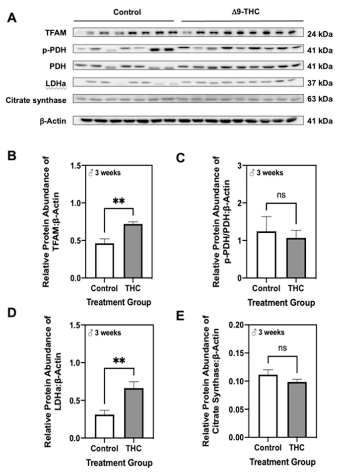 Three-week old male offspring exposed to Δ9-tetrahydrocannabinol (Δ9-THC) in utero have increased mitochondrial transcription factor A (TFAM) and lactate dehydrogenase subunit A (LDHa). (A) Representative western immunoblots illustrating hepatic expression of mitochondrial transcription factor A (TFAM), phosphorylated pyruvate dehydrogenase (PDH) to total PDH, lactate dehydrogenase subunit A (LDHa), and citrate synthase in male and female offspring at six months of age. Protein abundances of (B) TFAM, (C) p-PDH[Ser232]/PDH, (D) LDHa and (E) citrate synthase were normalized to β-Actin ± SEM (n = 7–8/group). All protein abundances were analyzed using a two-tailed unpaired Student’s t-test. ** Significant difference (p < 0.01).