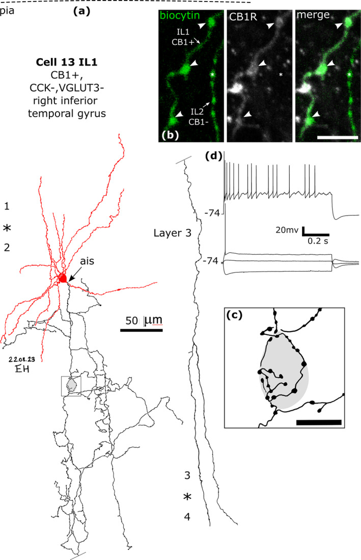 A CB1‐immunopositive basket cell (cell 13 IL1) that was negative for CCK and VGLUT3, recorded and labelled by biocytin in layer 2. Asterisk, border of layers 1 and 2. (a). Reconstruction of the recovered parts of the cell (cell 13 in Figure 8f) with soma and dendrites (red) and a descending axon originating from the soma (ais). The axon arborised in layer 3 and formed clusters of boutons around select cell bodies (e.g. framed area shown in (c)), then descended (dotted line continued on right) to layer 4 (border, asterisk) and could not be followed further. (b) The axonal boutons (arrowheads, green) were weakly CB1‐immunopositive, but the boutons of a nearby labelled interneuron (IL2, e.g. asterisk) were immunonegative. (c) A cell body is innervated by a ‘basket’ of boutons. (d) Voltage responses of the cell to current injections of holding current +50pA, rheobase, RB + 100 pA (upper trace), and holding current −100 pA; a voltage sag is apparent to the hyperpolarising current injection. The cell fired an irregular train of action potentials with spike amplitude accommodation when continuously depolarised. Maximum intensity projections of optical slices, Z‐stack total depth: (b), 0.4 μm; Scale bars: (b), 5 μm; (c), 10 μm.