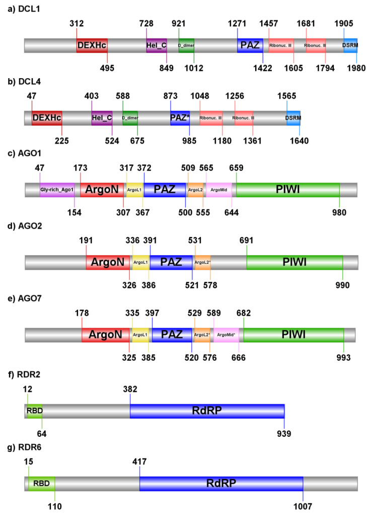 Protein domains identified in seven hop’s RNAi proteins. (a,b) Hop DCL proteins contain DEXHc-DEXH-box helicase domain of endoribonuclease Dicer at N-terminal part, Hel_C-Helicase-C domain, D_dimer-Dicer dimerisation domain, Ribonuc. III-ribonuclease III domain, and DSRM-double stranded RNA binding motif. (c–e) Domain analysis of AGO proteins shows the presence of Gly-rich_Ago1-Glycine-rich region of Argonaut, ArgoN-N-terminal domain of argonaute, ArgoL1-Argonaute linker 1 domain, PAZ–Piwi-Argonaute-Zwille domain, ArgoL2-Argonaute linker 2 domain, ArgoMid-Mid domain of argonaute and PIWI–P-element induced wimpy domain. (f,g) RDR proteins encompass RBD–RNA binding domain and RdRP–RNA-dependent RNA polymerase. “*” in the domain name denotes domains with less significant matches to the Pfam database, but which have also been identified with Conserved Domain Database (CDD). Domains were visualized with the online tool “llustrator of Biological Sequences” (IBS; http://ibs.biocuckoo.org/online.php; accessed on 16 April 2021).