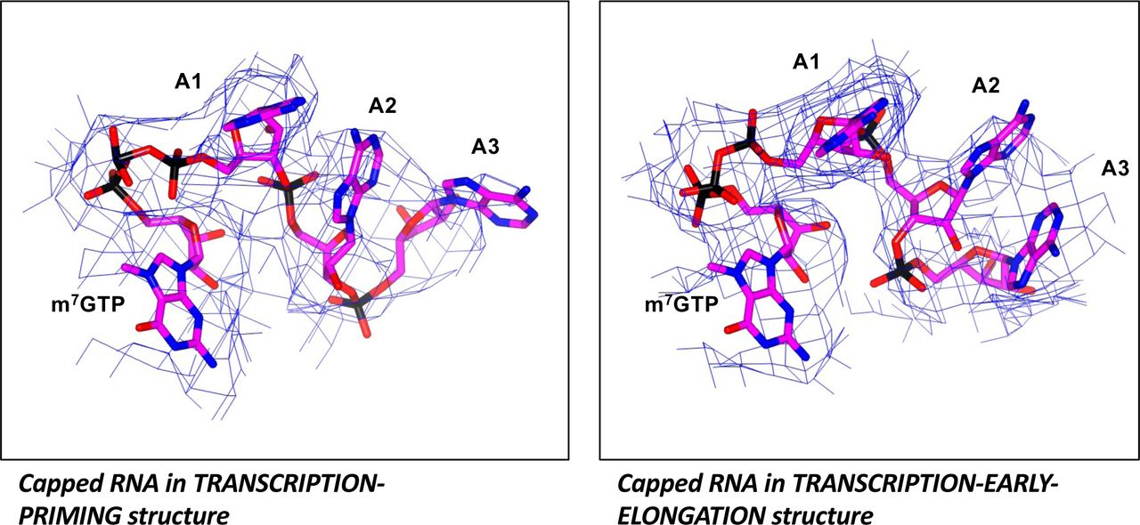 Quality of the map for the bound capped RNA.Zoomed-in views of the capped RNA (shown as sticks in magenta) in the TRANSCRIPTION-PRIMING and TRANSCRIPTION-EARLY-ELONGATION structures are shown with the relevant map overlaid. In both cases, the map is clipped to the capped RNA.