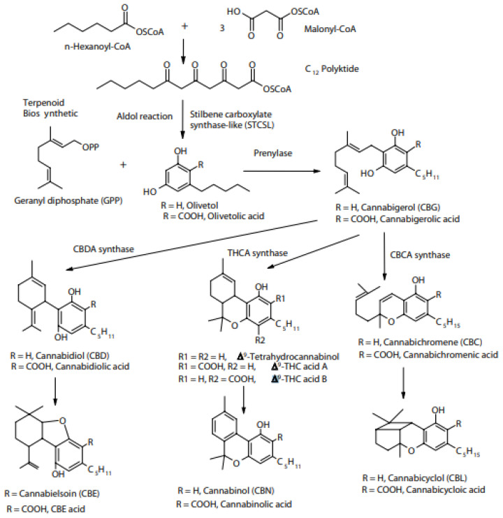 Biosynthesis of cannabinoids in cannabis sativa. The cannabinoid acids are formed in the biosynthetic process, while corresponding decarboxylation products are formed later by decomposition, e.g., under the influence of heat [8].