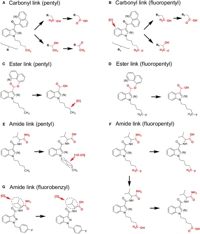 Metabolic patterns of SCs with different principal cores, linkers, and secondary moieties. Major metabolic sites were highlighted in red. (A) Carbonyl linker (pentyl), (B) Carbonyl linker (fluoropentyl), (C) Ester linker (pentyl), (D) Ester linker (fluoropentyl), (E) Amide linker (pentyl), (F) Amide linker (fluoropentyl), (G) Amide linker (fluorobenzyl).